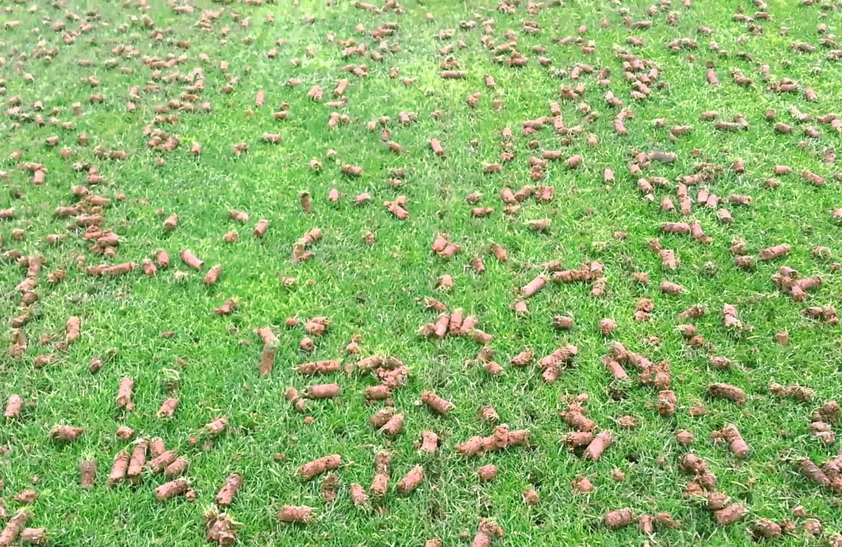 MowCow Aeration and Seeding