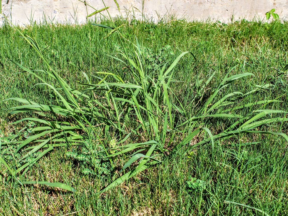 Crabgrass weed control