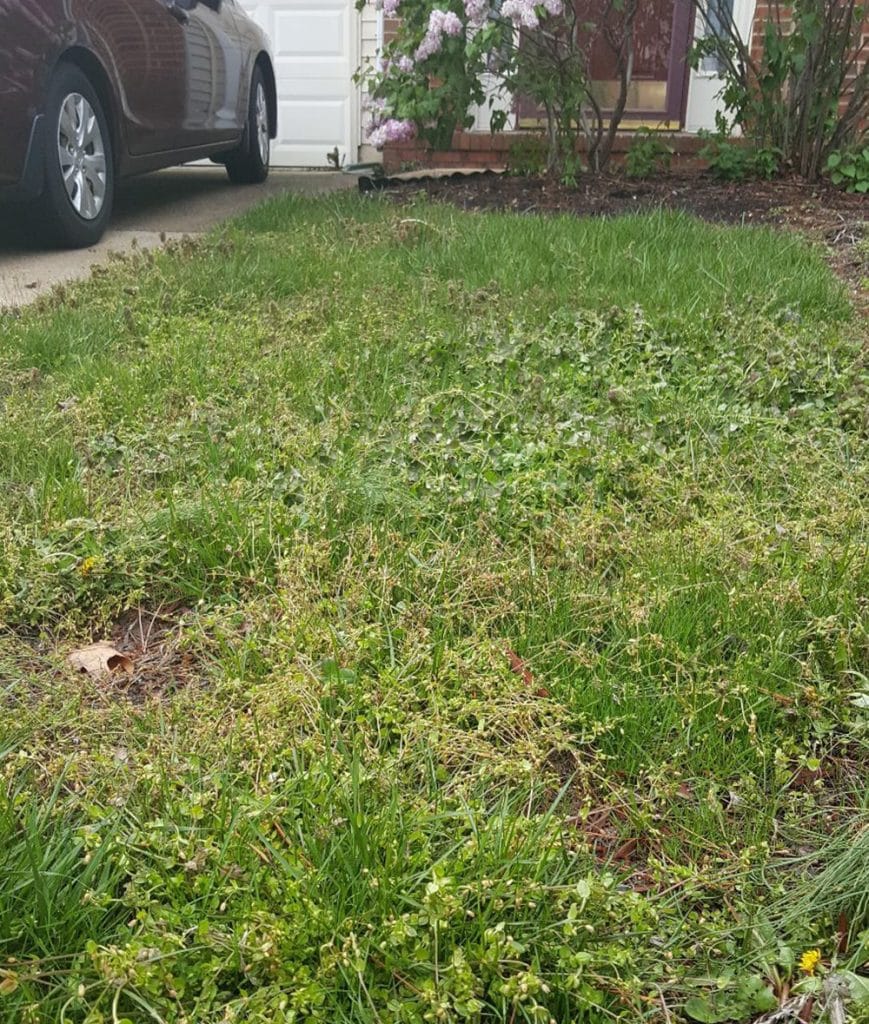 Lawn care townhome before treatment