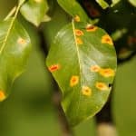 pear rust disease on plant leaf