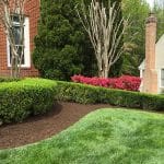 shrub pruning in mulched landscape beds