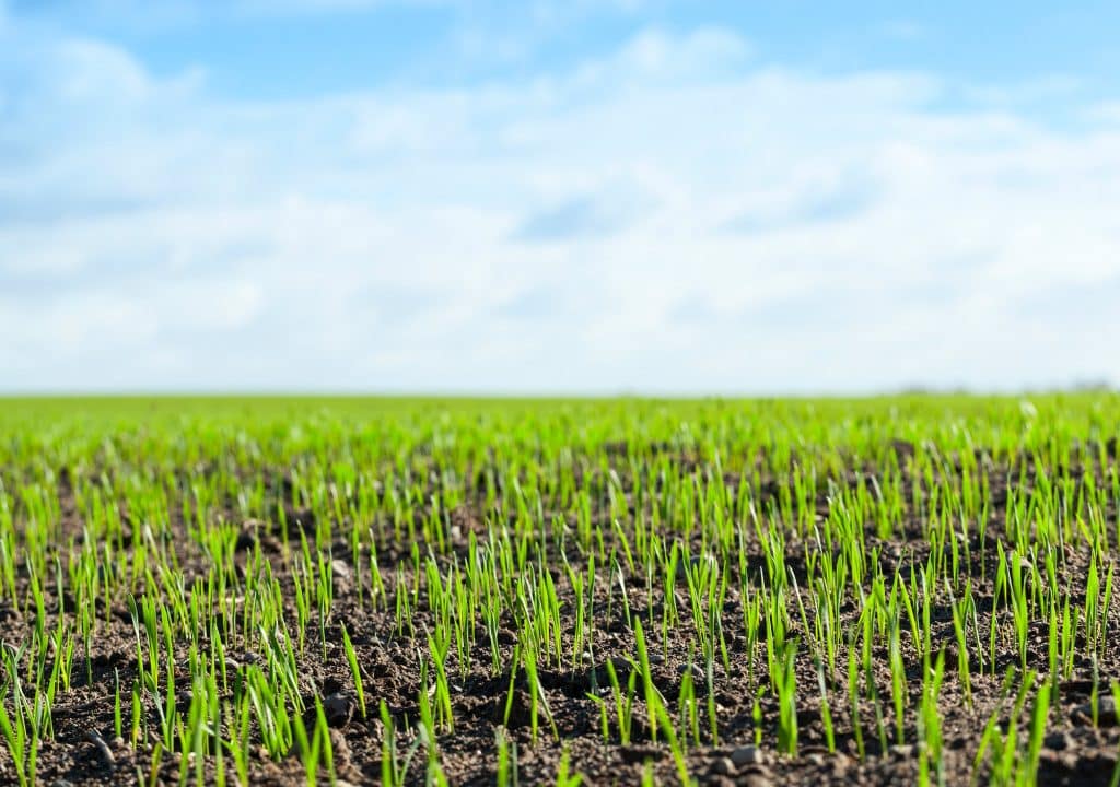 grass seedlings growing through top dressing