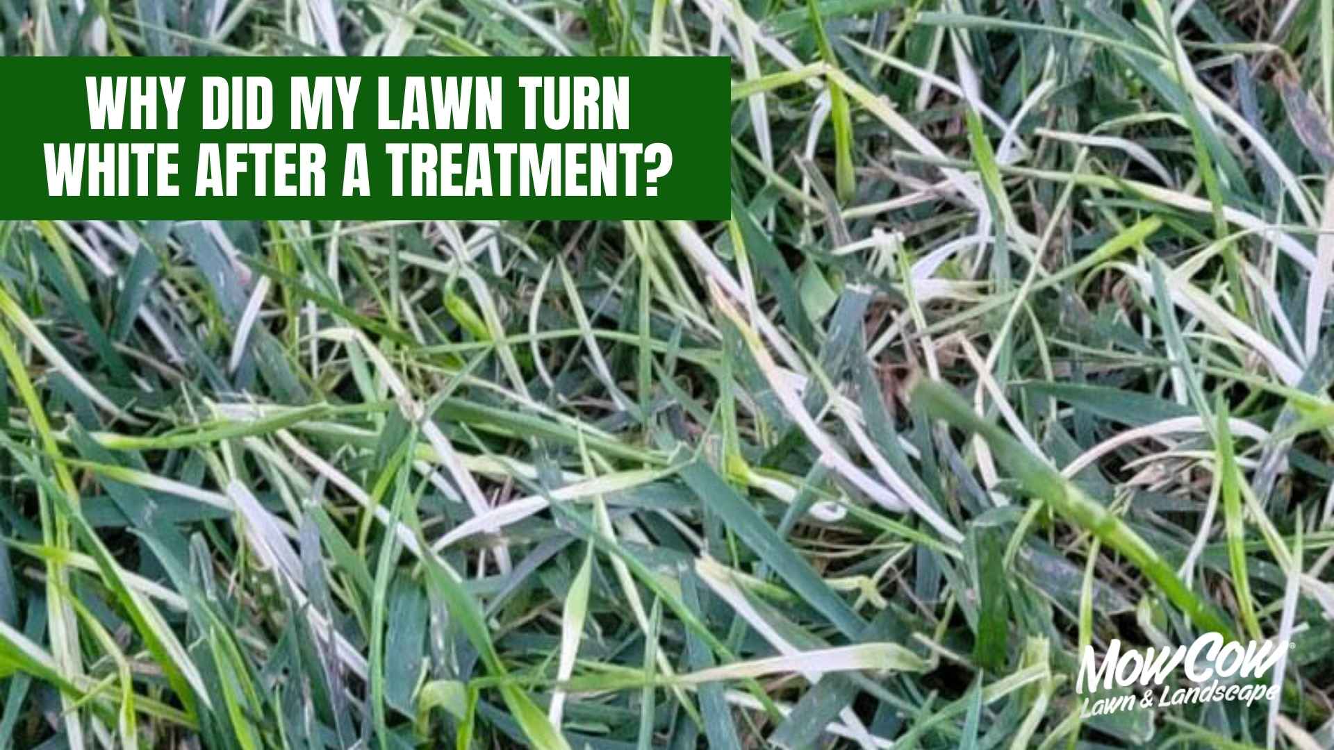Why did my lawn turn white after a treatment