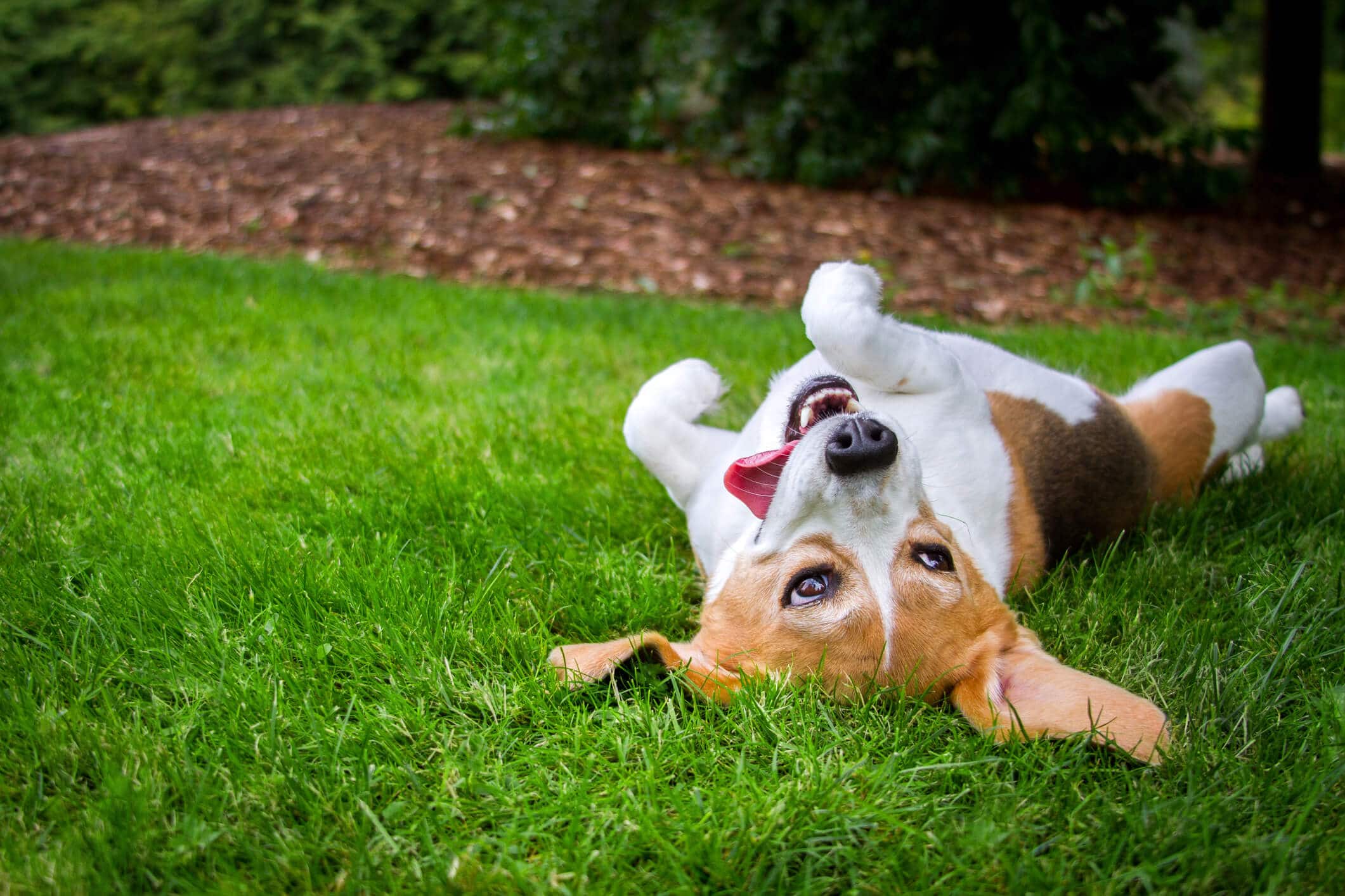 Organic Based Lawn Care