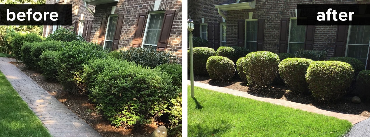 pruning shrubs before and after