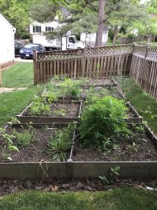 Planter boxes filled with weeds and low nutrient soil