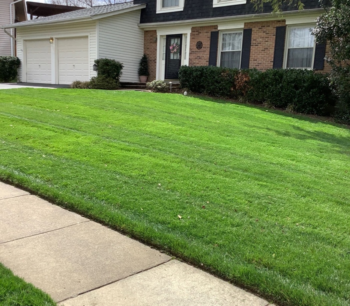 Green grass with MowCow's Organic Lawn Care Burke VA