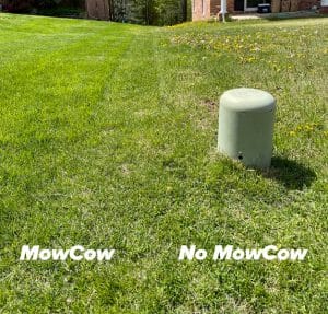 side by side comparison of a green lawn, MowCow lawn care vs no mowcow lawn care advice
