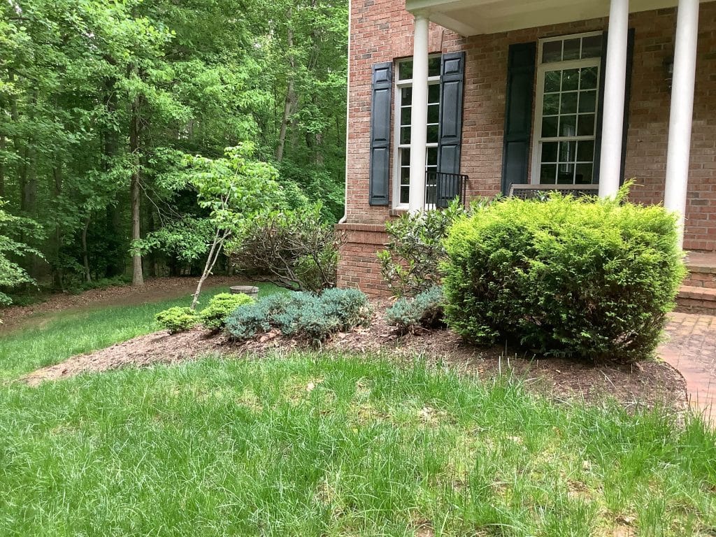 yard clean up and mulch front side - before work