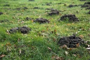 Grub control can prevent moles