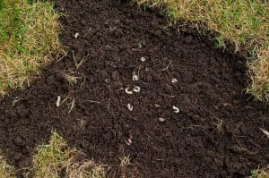 grub control prevents the grubs in this soil