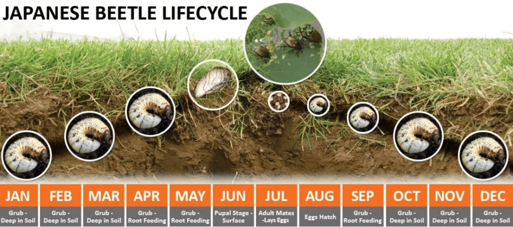 Chart of Japanese Grubs-Beetle Life Cycle