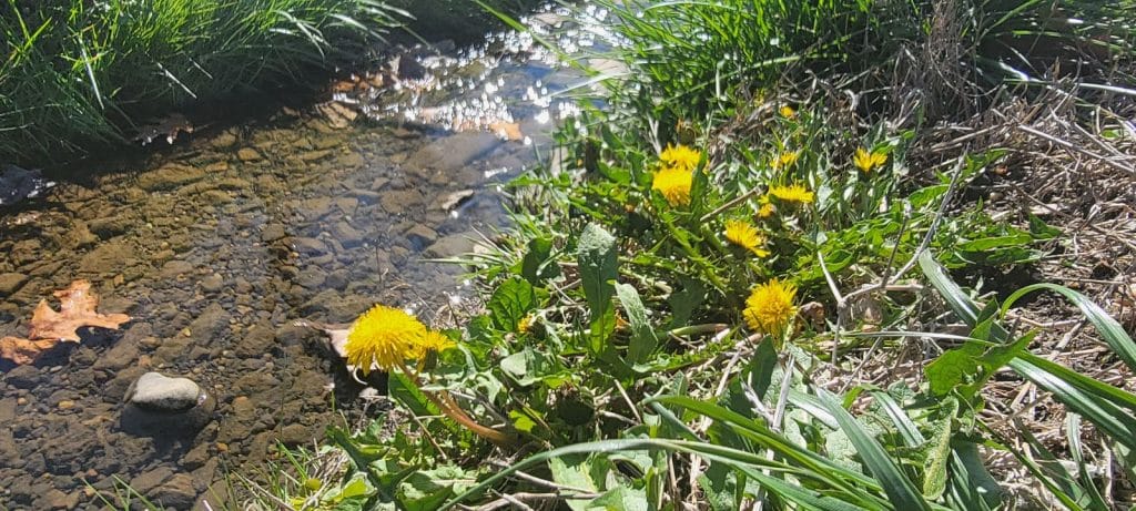 dandelions near a stream on a sunny day