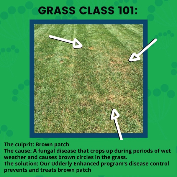 Graphic of explaining what brown patch is and how we treat it