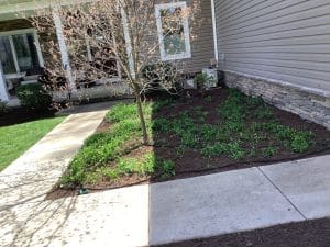 removed ivy and cleaning up periwinkle