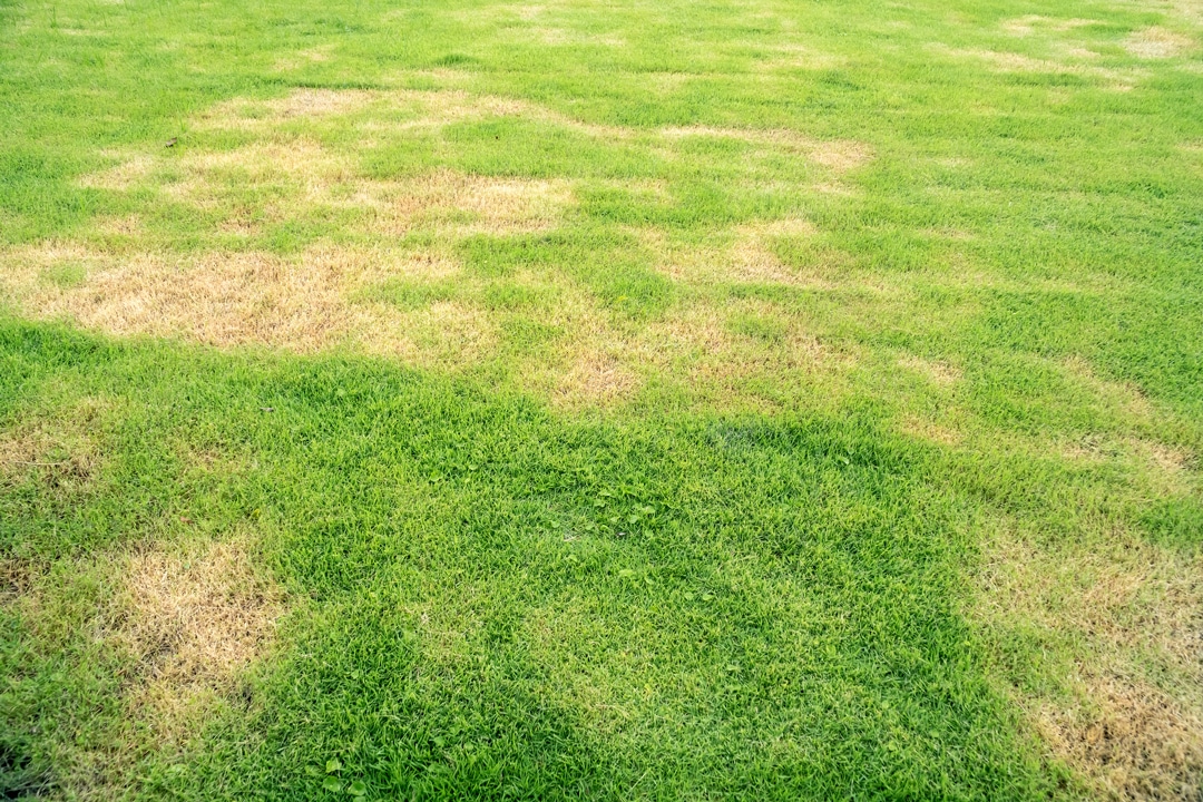 Brown Patch: Quick Tips for Managing Lawn Fungus