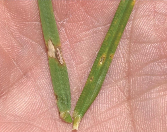 grass blades with brown patch fungus disease