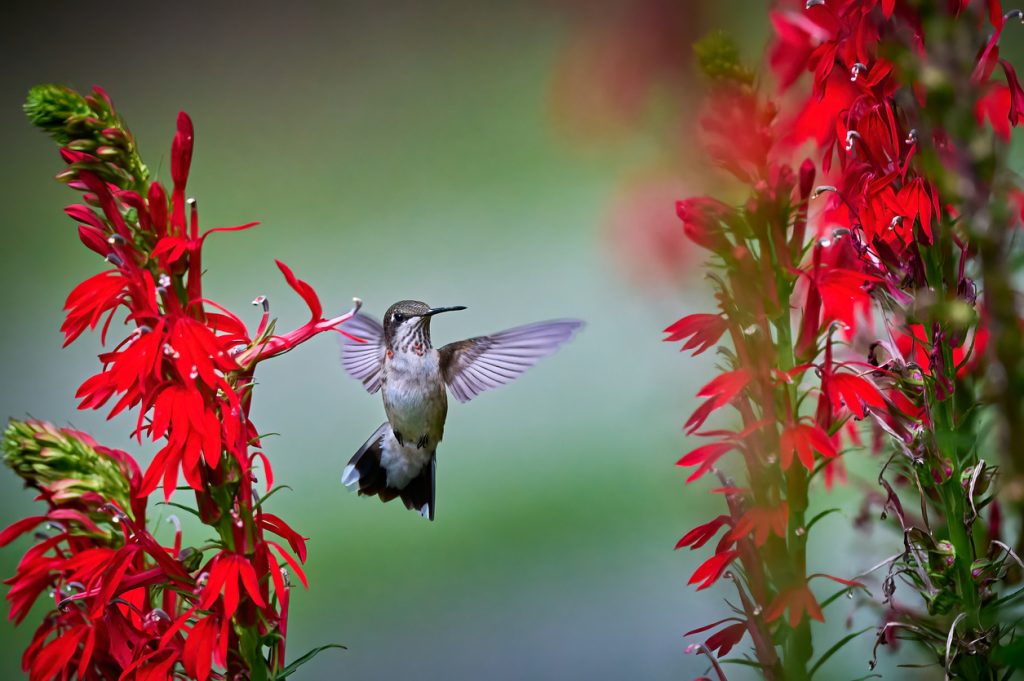 Hummingbird feeding on cardinal flowers summer plants
