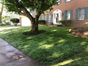 Tree in new, green sod lawn