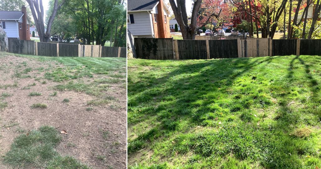 Lawn Renovation aka Lawn Rescue with Bio-Char and Compost by MowCow