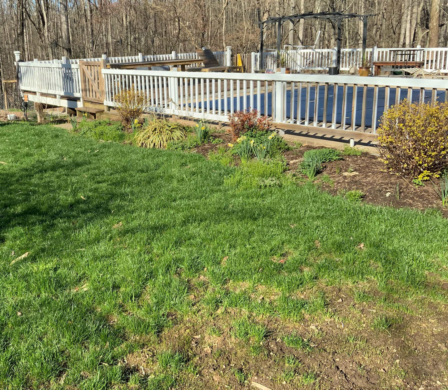 dried out lawn before aeration - nokesville