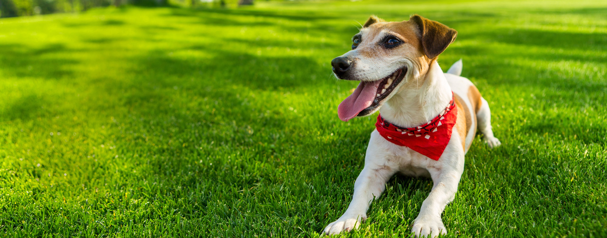 Lawn care allowing cute dog on beautiful green grass