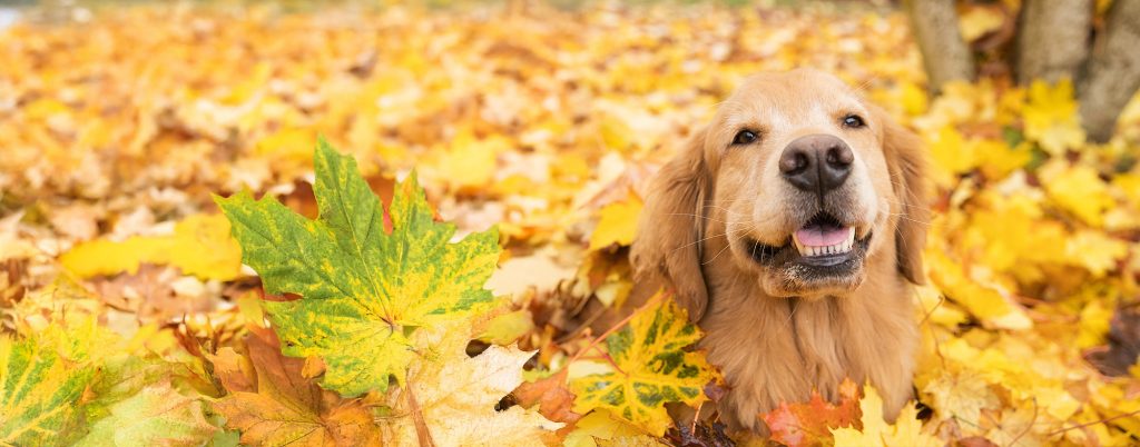 Cute dog in leaves